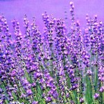 lavendercommon01[1]